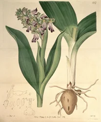 Illustration de Barlia robertiana (syn. Orchis longibracteata Biv.)